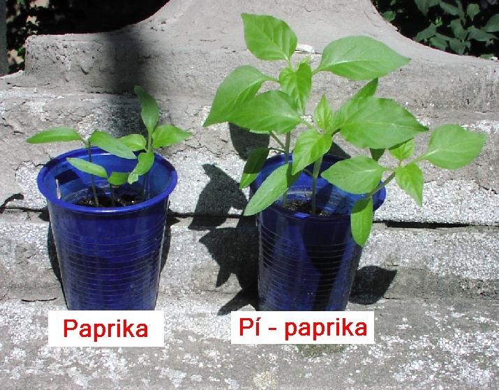 A pi víz hatása képekben